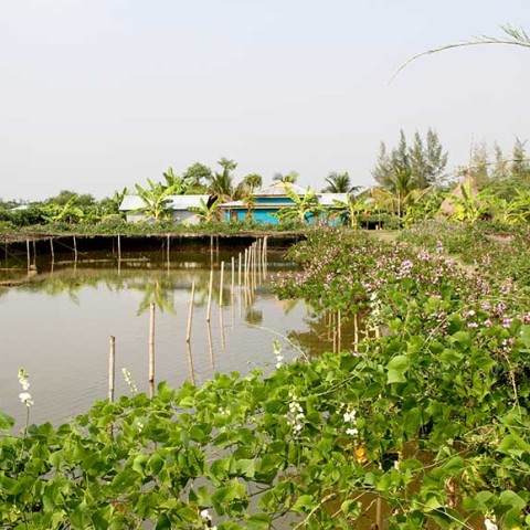 Promotion of fish farming in family pond and saline tolerant bean cultivate around homestead of new settle farmer at Chanandi Union