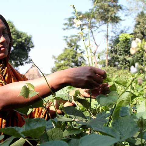 Nasima (45) a lead farmer of DUS Self help group make her house vegetable friendly with saline tolerant farming